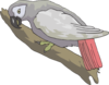 African Grey Parrot Clip Art